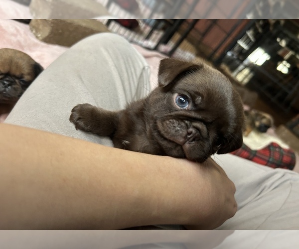 Medium Photo #59 Pug Puppy For Sale in BLOOMINGTON, IL, USA