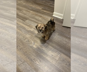 Shorkie Tzu-Yorkshire Terrier Mix Puppy for sale in OMAHA, NE, USA