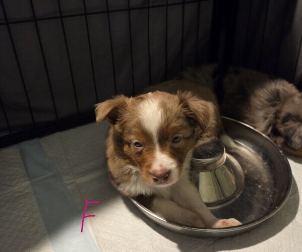 Medium Photo #14 Miniature Australian Shepherd Puppy For Sale in EVERTON, MO, USA