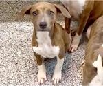 Small #1 Labrador Retriever Mix
