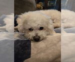 Small #3 Maltese Mix