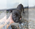 Puppy Pumpkin American Bully