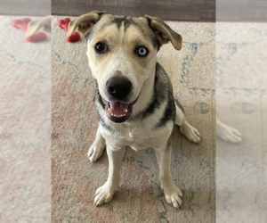 Labsky Dogs for adoption in Decatur, GA, USA