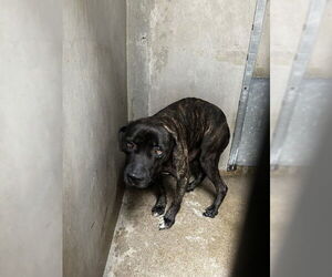 Mutt Dogs for adoption in San Bernardino, CA, USA