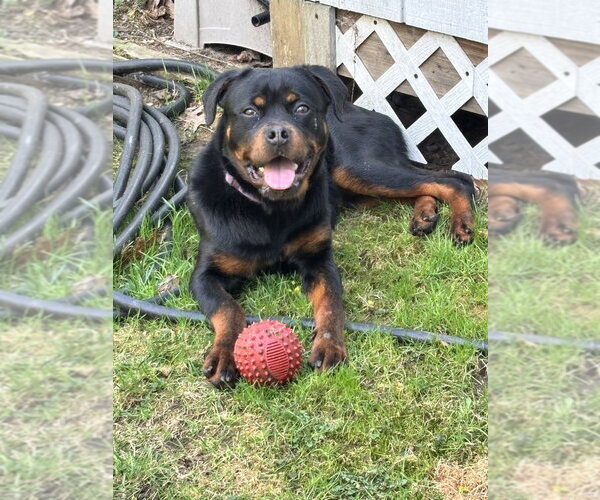 Medium Photo #2 Rottweiler Puppy For Sale in Brewster, NY, USA