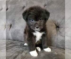 Medium Poodle (Standard)-Shiba Inu Mix