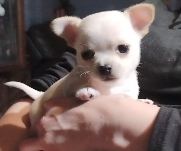 Medium Photo #1 Chihuahua Puppy For Sale in ADAMSVILLE, TN, USA