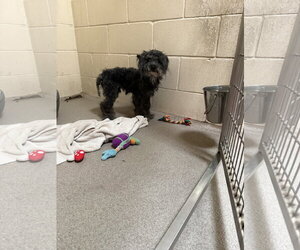 Bowie FH - Male Poodle (Miniature) Dog for Adoption - Photo #6
