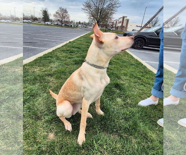 Medium Photo #4 Labrador Retriever-Unknown Mix Puppy For Sale in MECHANICSBURG, PA, USA