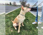 Small #3 Labrador Retriever Mix