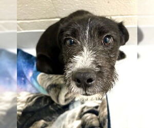 Mutt Dogs for adoption in Pampa, TX, USA
