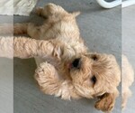 Small #4 Labradoodle