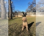 Small Photo #1 Goldendoodle Puppy For Sale in SOUTHLAKE, TX, USA