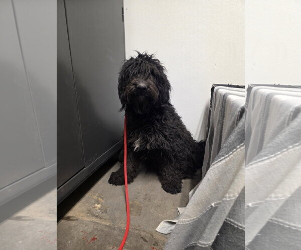 Medium Photo #2 Labradoodle Puppy For Sale in Las Vegas, NM, USA