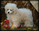 Small Photo #85 Poodle (Miniature) Puppy For Sale in COPPOCK, IA, USA