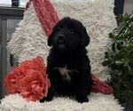 Image preview for Ad Listing. Nickname: Daisy