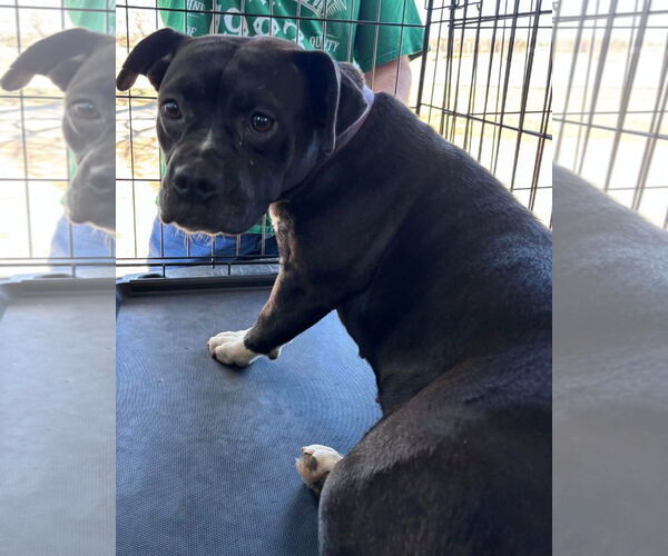 Medium Photo #6 Boston Terrier-Unknown Mix Puppy For Sale in Rustburg, VA, USA