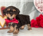 Small Photo #4 YorkiePoo Puppy For Sale in LANCASTER, PA, USA