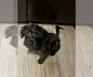 Miniature Schnauzer-Unknown Mix Dogs for adoption in Newport Beach, CA, USA