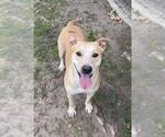 Small #1 Mutt