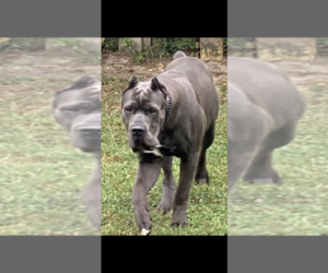 Father of the Cane Corso puppies born on 10/01/2022
