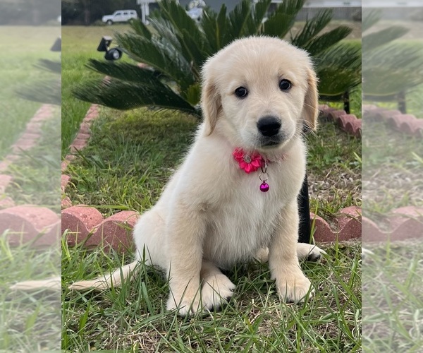 Medium Photo #6 Golden Retriever Puppy For Sale in OCALA, FL, USA