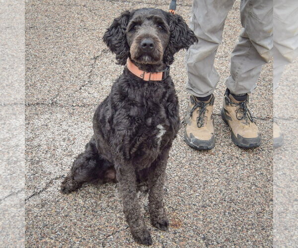 Medium Photo #3 Mutt Puppy For Sale in Huntley, IL, USA