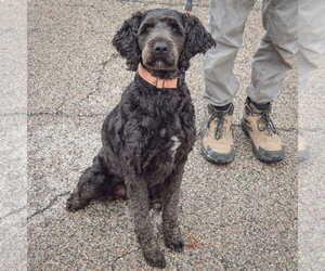 Sage - Female Mutt Dog for Adoption - Photo #3