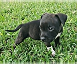 Small #1 Staffordshire Bull Terrier