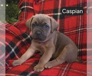 Cane Corso Puppy for sale in MINERAL WELLS, WV, USA