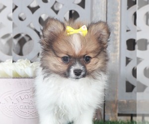 Pomeranian Puppy for sale in NAPLES, FL, USA