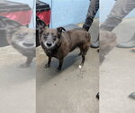 Small Mutt