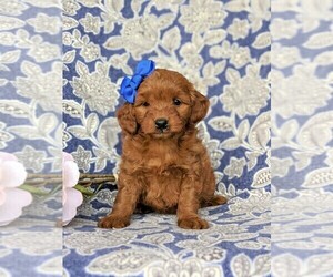 Goldendoodle-Poodle (Miniature) Mix Puppy for sale in QUARRYVILLE, PA, USA