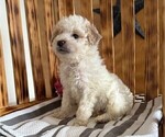 Small #2 Poodle (Miniature)