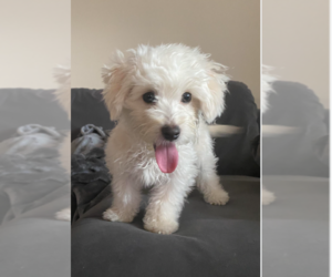 Poochon Puppy for sale in BETHESDA, MD, USA