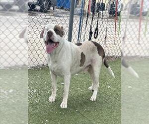 American Pit Bull Terrier-Unknown Mix Dogs for adoption in Pasadena, TX, USA