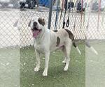 Small American Pit Bull Terrier Mix