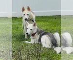Small #2 Siberian Husky Mix