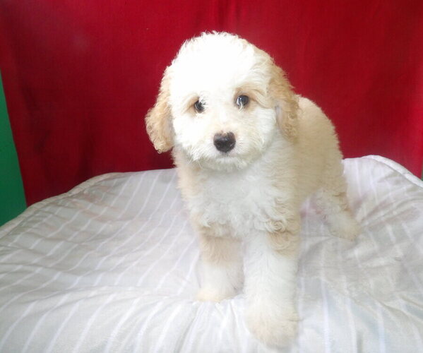 Medium Photo #3 Bernedoodle Puppy For Sale in PATERSON, NJ, USA