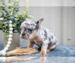 Puppy Tina Faux Frenchbo Bulldog
