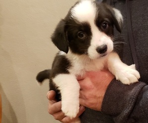Cardigan Welsh Corgi Puppy for sale in MILTON, WI, USA