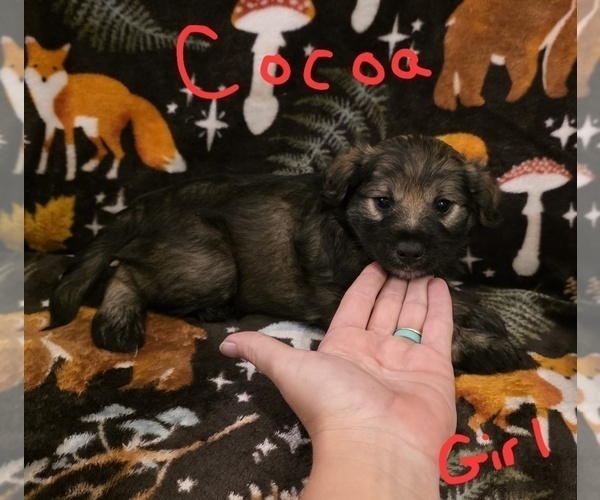 Medium Photo #7 Chizer Puppy For Sale in MONTEZUMA, GA, USA