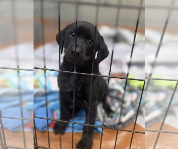 Medium Photo #1 Labrador Retriever-Unknown Mix Puppy For Sale in SHERBURNE, NY, USA