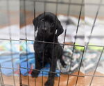 Small Labrador Retriever Mix