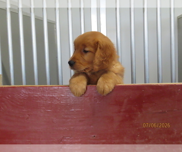 Medium Photo #5 Golden Retriever Puppy For Sale in THORP, WI, USA