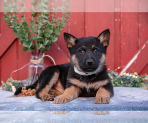 Medium German Shepherd Dog