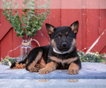 Puppy Axel German Shepherd Dog