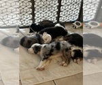 Small #2 Miniature Australian Shepherd