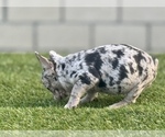Small Photo #18 French Bulldog Puppy For Sale in RIVERSIDE, CA, USA