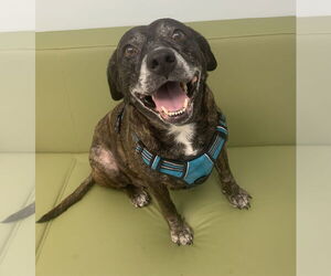 Sheba  [bonded to Bambi] - Female Mutt Dog for Adoption - Photo #5